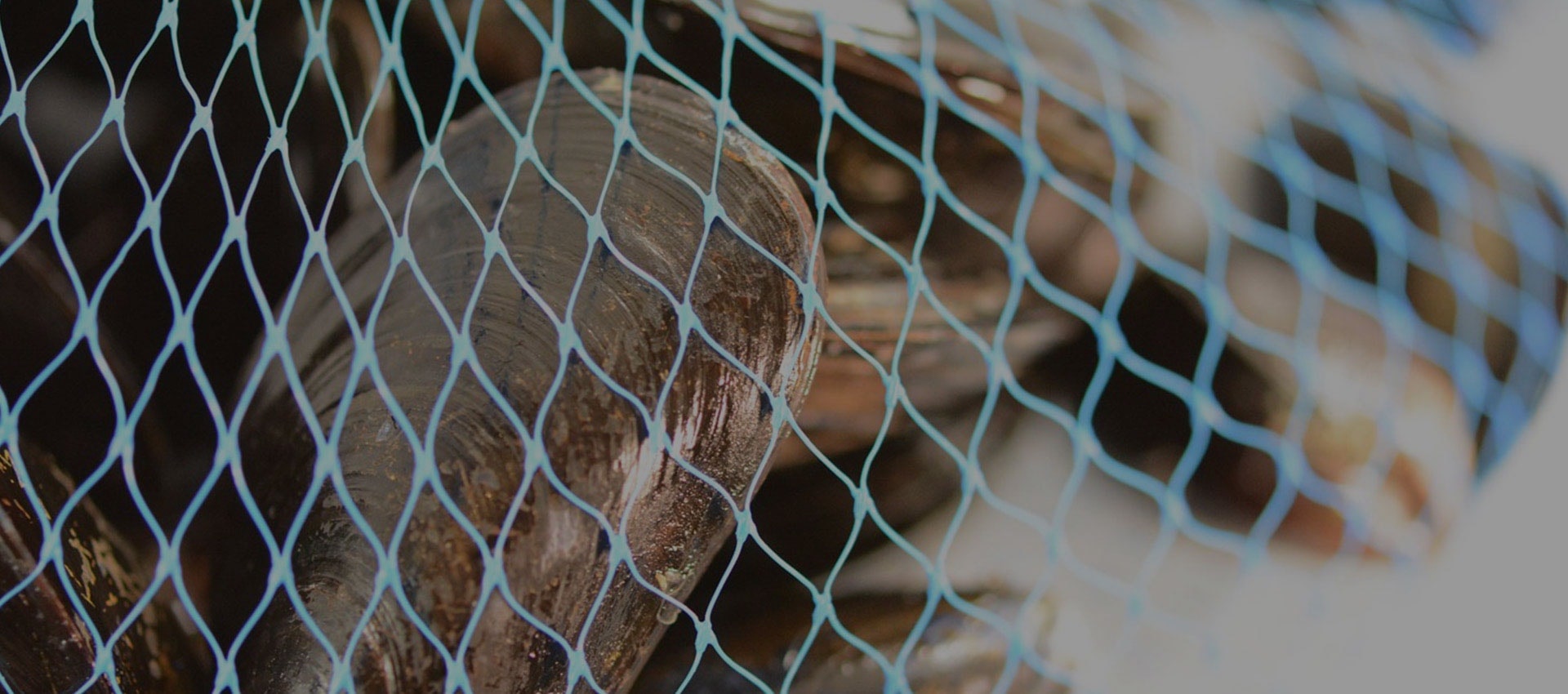 ss wire mesh manufacturers in kolkata